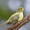 A wild Blue-winged Parrot perches on a limb