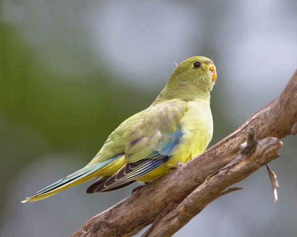 A wild Blue-winged Parrot perches on a limb
