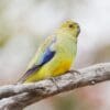 A wild Blue-winged Parrot perches on a branch