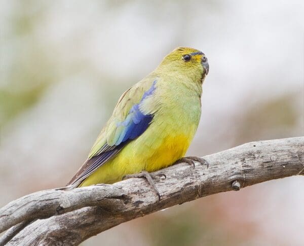 A wild Blue-winged Parrot perches on a branch