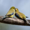 A wild Blue-winged Parrot feeds another