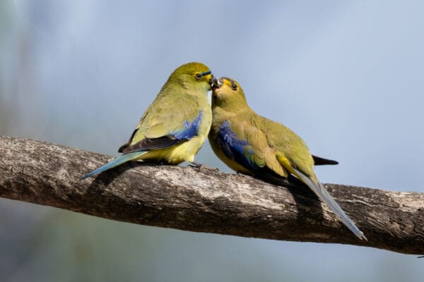 A wild Blue-winged Parrot feeds another