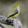 A wild Blue-winged Parrot perches on a branch