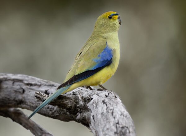 A wild Blue-winged Parrot perches on a branch