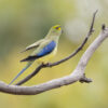 A wild Blue-winged Parrot perches on a branch