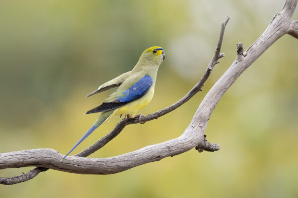 A wild Blue-winged Parrot perches on a branch