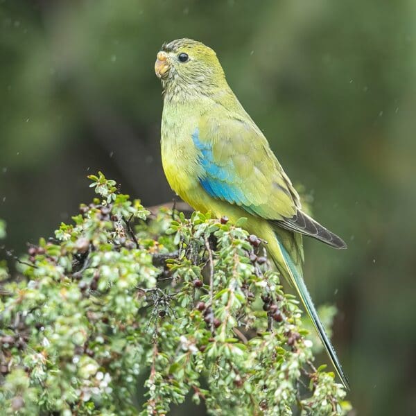 A wild Blue-winged Parrot perches atop a bush