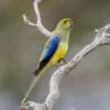 A wild Blue-winged Parrot perches on a branch