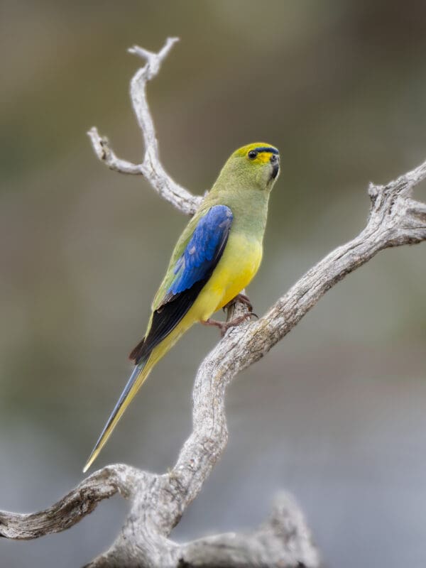 A wild Blue-winged Parrot perches on a branch