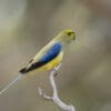 A wild Blue-winged Parrot perches on a branch