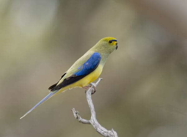 A wild Blue-winged Parrot perches on a branch