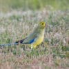 A wild Blue-winged Parrot forages on the ground