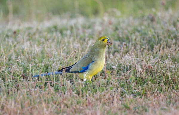 A wild Blue-winged Parrot forages on the ground