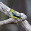 A wild Blue-winged Parrot perches on a branch