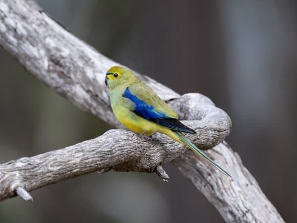 A wild Blue-winged Parrot perches on a branch