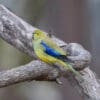 A wild Blue-winged Parrot perches on a branch