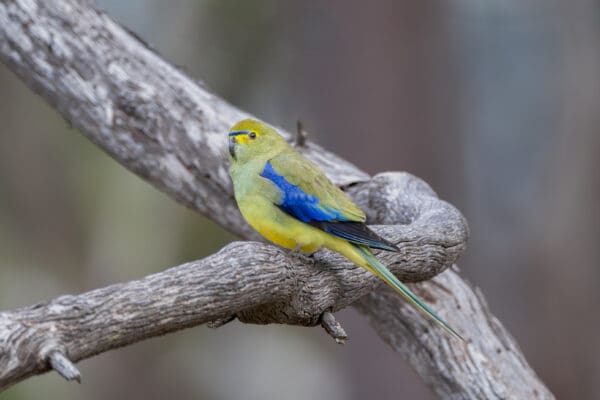 A wild Blue-winged Parrot perches on a branch