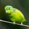 © Corey Raffel A wild Blue-winged Parrotlet perches on a twig