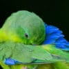 © Corey Raffel A closeup of a Blue-winged Parrotlet preens