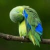 © Corey Raffel A wild Blue-winged Parrotlet preens
