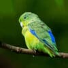 © Corey Raffel A wild Blue-winged Parrotlet perches on a branch