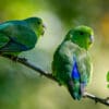 © Ana Carla Azevedo CC BY-NC-SA-2.0 via Flickr Wild Blue-winged Parrotlets perch on a branch