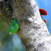 A wild Blue-winged Parrotlet peeks out of a nest cavity