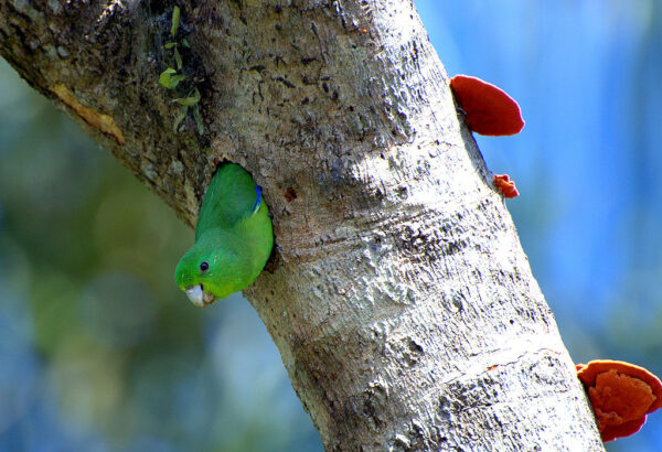 A wild Blue-winged Parrotlet peeks out of a nest cavity