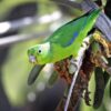 © Frutos Atrativos do Cerrado CC BY-NC-SA 2.0 via Flickr A wild Blue-winged Parrotlet clings to a branch