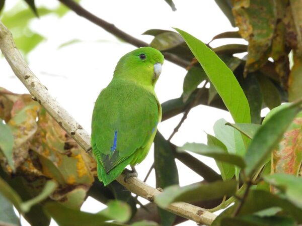 A wild Blue-winged Parrotlet perches in a tree