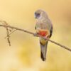 A wild Bluebonnet perches on a twig