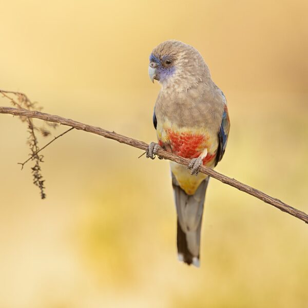 A wild Bluebonnet perches on a twig