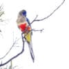 A wild Bluebonnet perches high in a tree