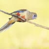 A wild Bluebonnet perches on a branch