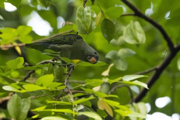 A wild male Blue-rumped Parrot forages in a tree