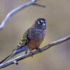 © David Cook CC BY-NC 2.0 via Flickr Wild Bourke's Parrot perches on a branch