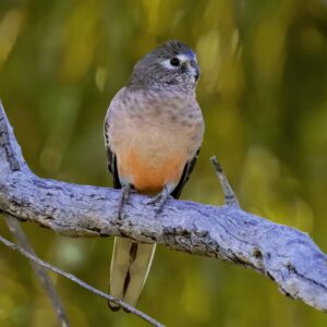 A wild Bourke's Parrot perches on a branch