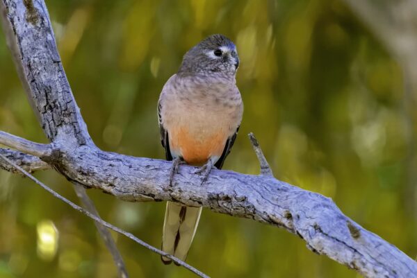 A wild Bourke's Parrot perches on a branch