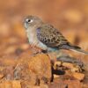 A wild Bourke's Parrot perches on a rock