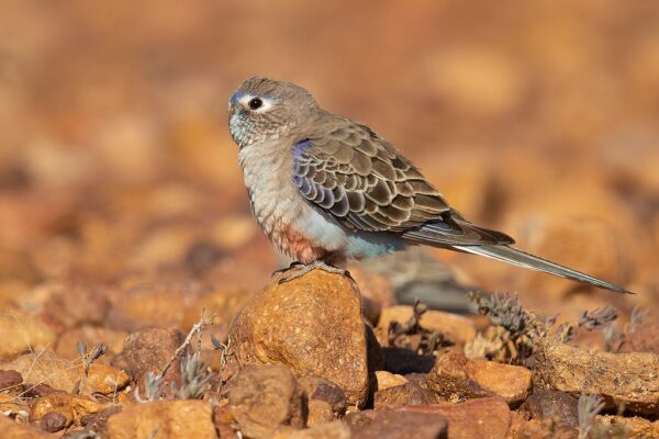 A wild Bourke's Parrot perches on a rock