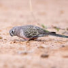 A wild Bourke's Parrot forages on the ground