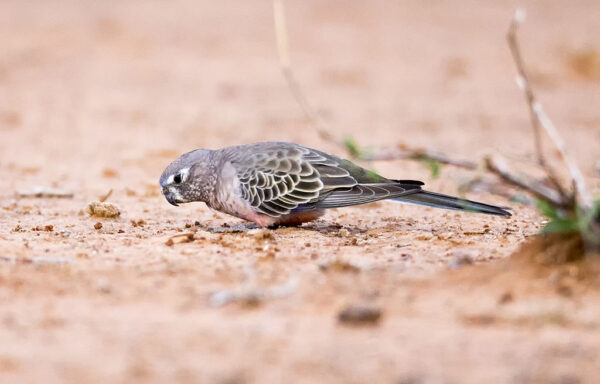 A wild Bourke's Parrot forages on the ground