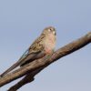 A wild Bourke's Parrot perches on a branch