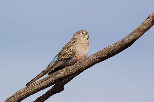 A wild Bourke's Parrot perches on a branch