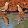 Wild Bourke's Parrots drink at a watering hole