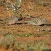 Wild Bourke's Parrots forage on the ground