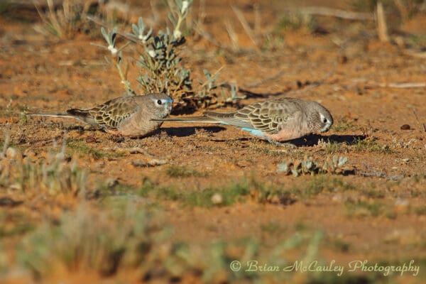 Wild Bourke's Parrots forage on the ground