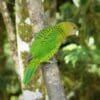 A wild Brehm's Tiger Parrot clings to a branch