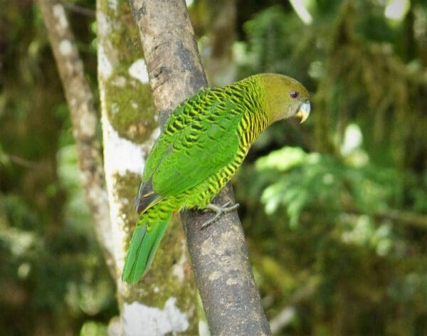 A wild Brehm's Tiger Parrot clings to a branch