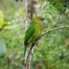 A wild Brehm's Tiger Parrot perches on a twig